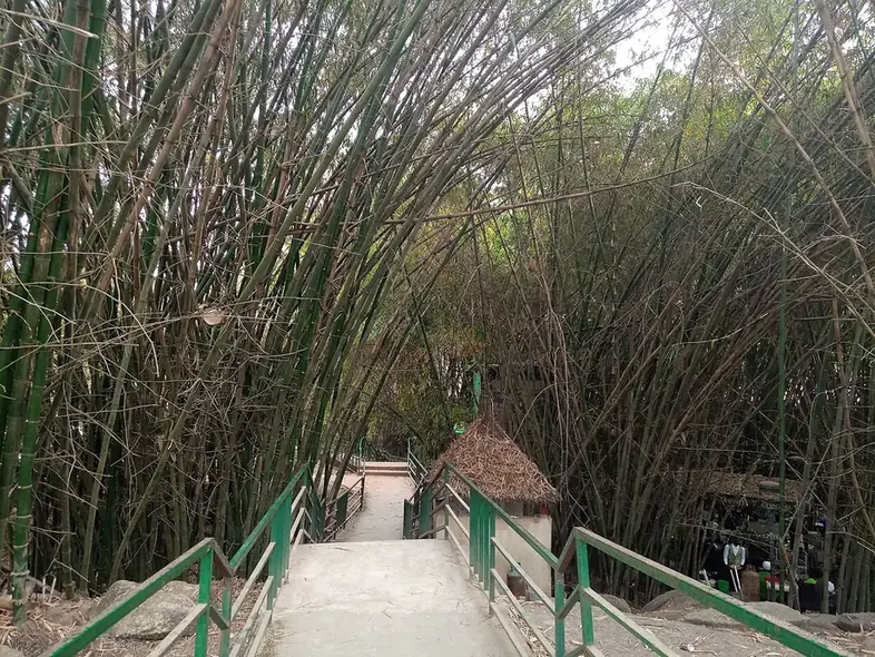 Bamboo backdrop