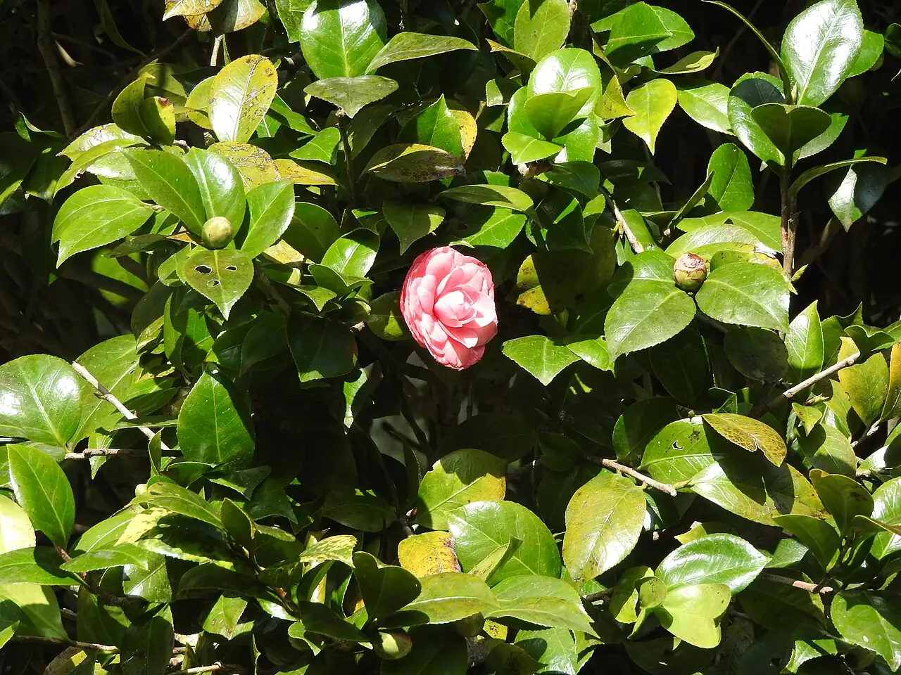 Camellia backdrop
