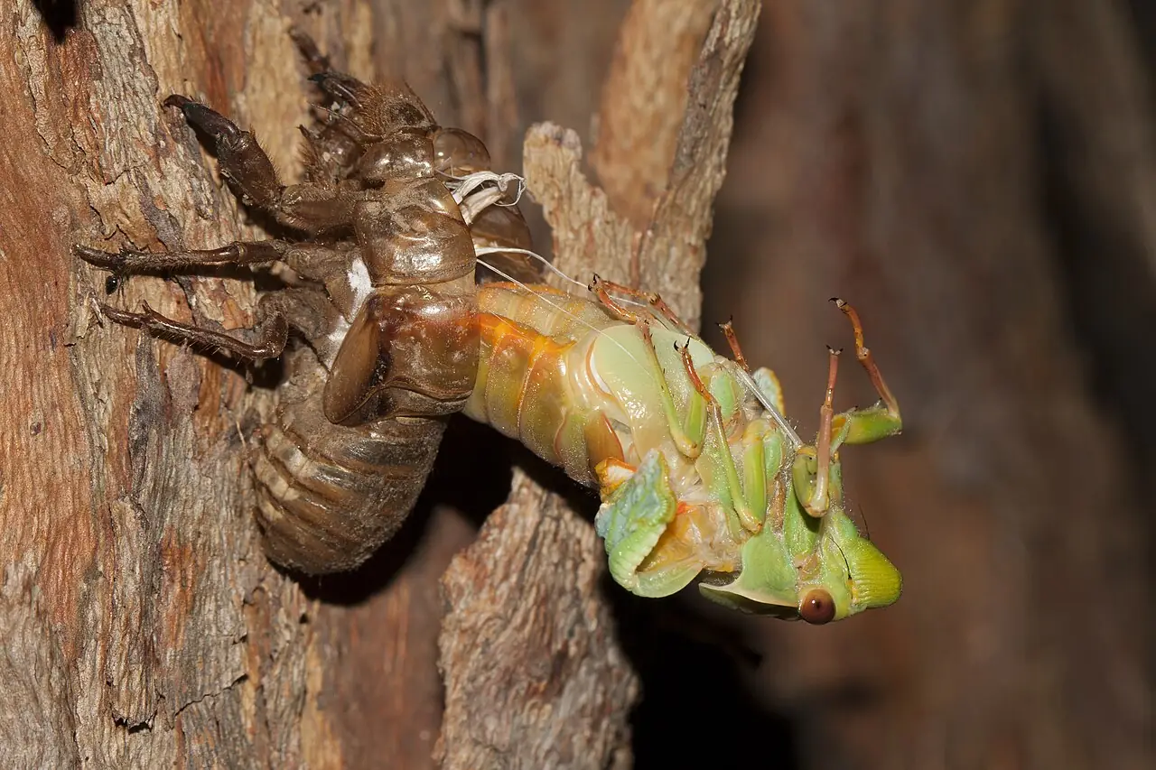Cicada backdrop