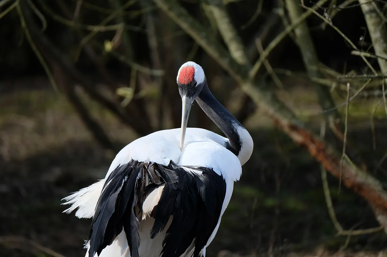 Crane backdrop