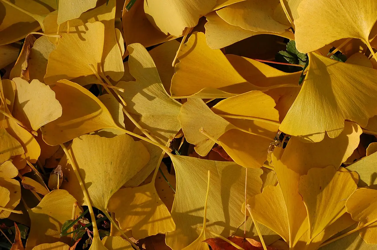 Ginkgo backdrop