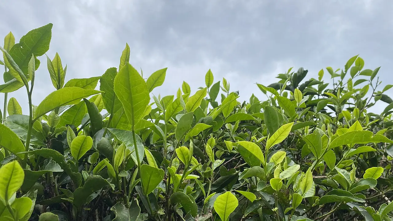 Green Tea backdrop