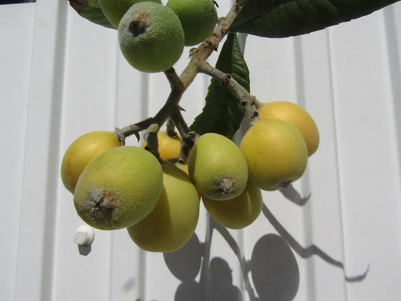 Loquat backdrop