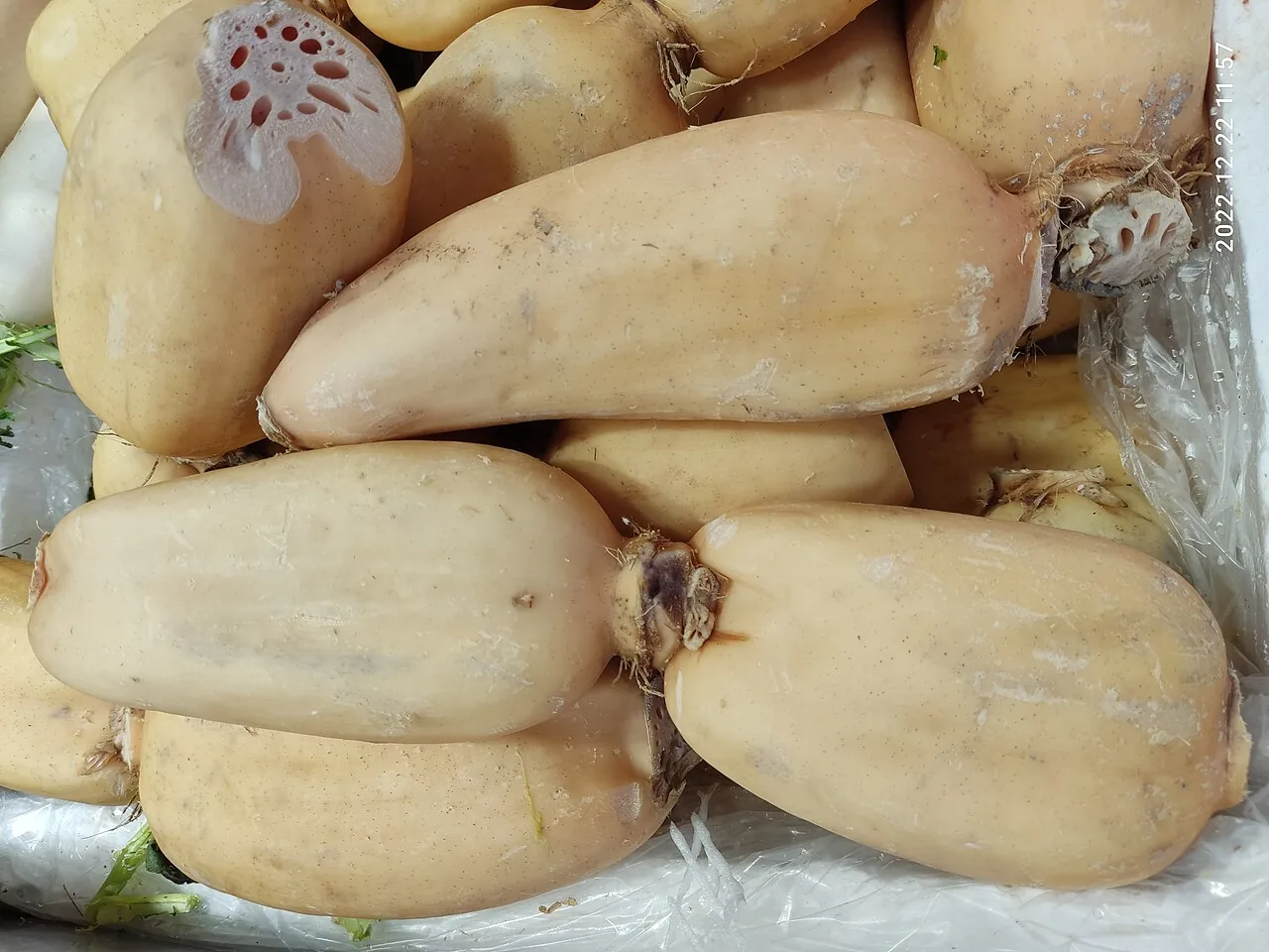Lotus Root backdrop