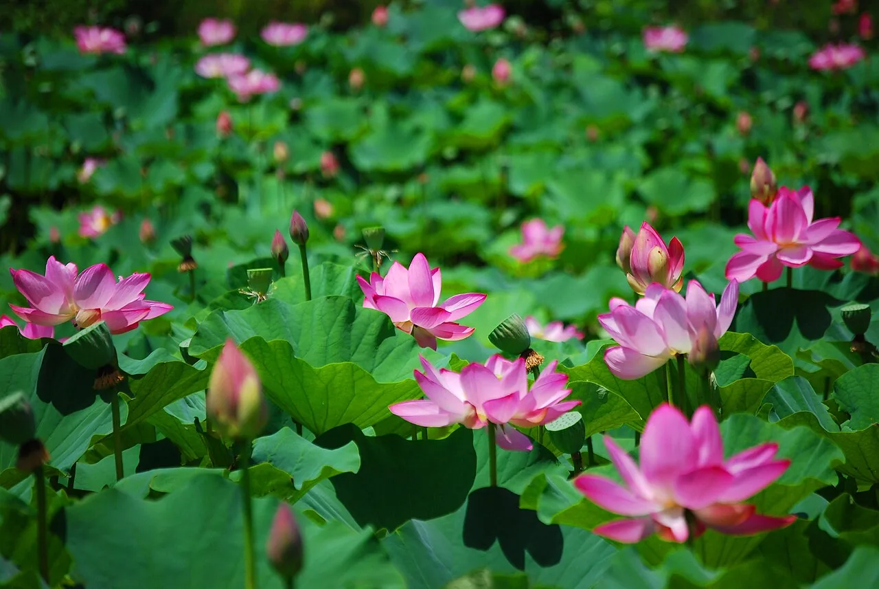 Lotus backdrop