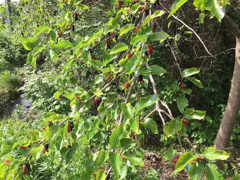 Mulberry backdrop