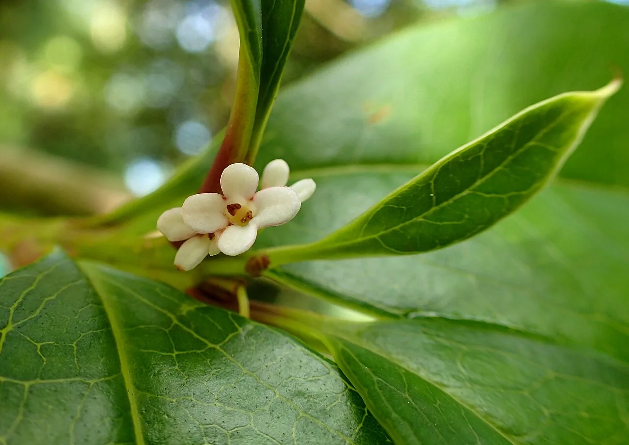 Osmanthus backdrop