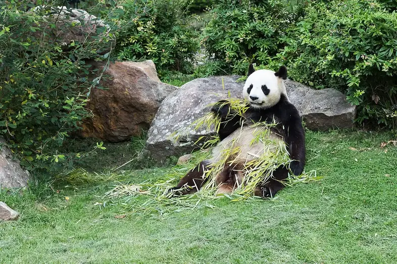 Panda backdrop