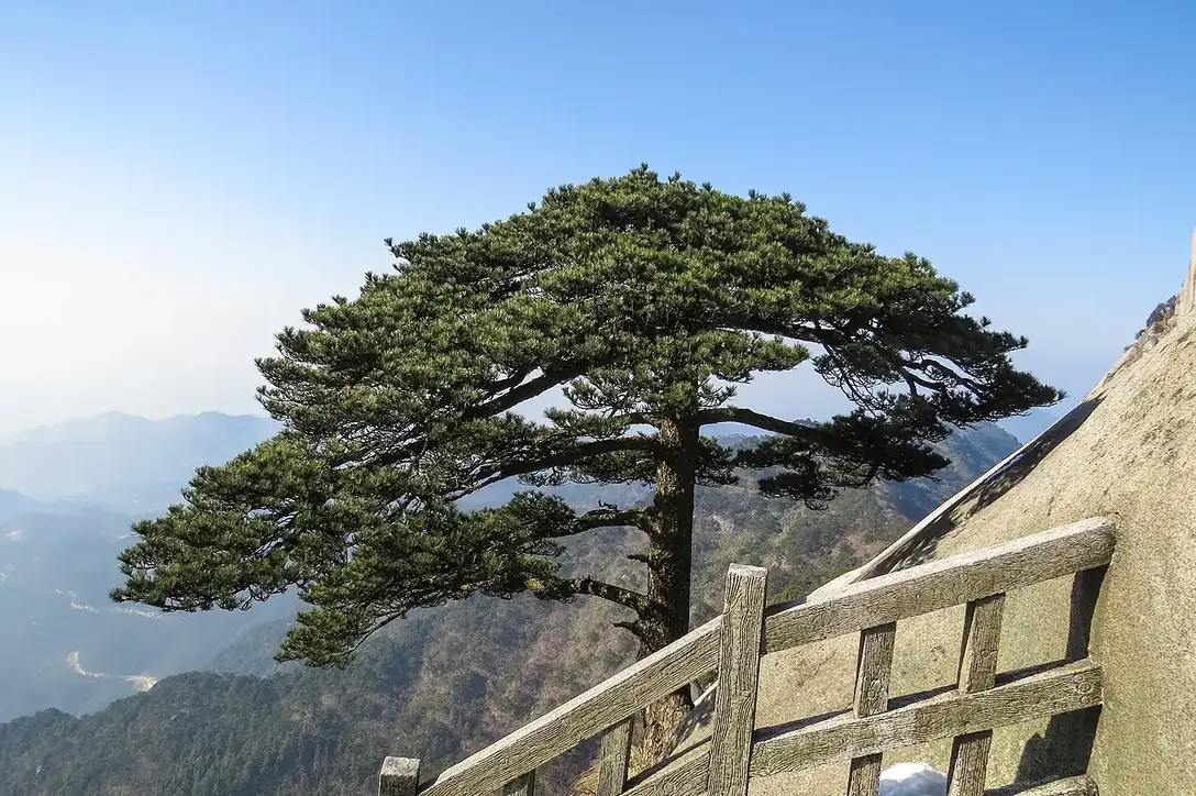 Pine backdrop