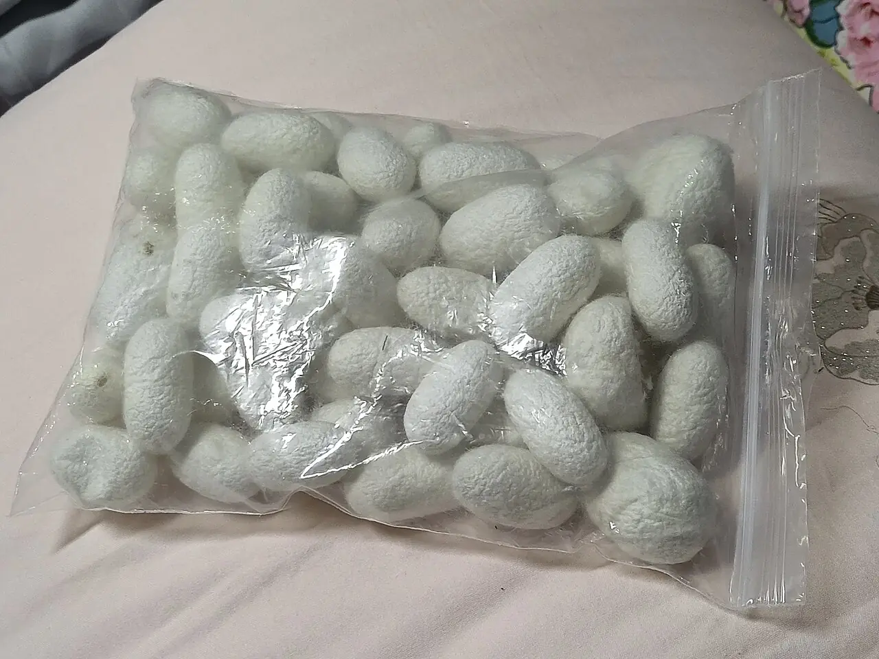 Silkworm backdrop