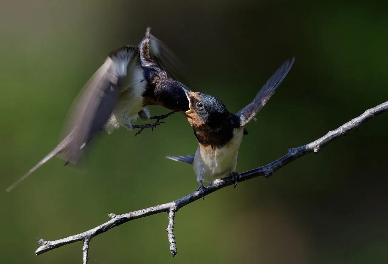 Swallow backdrop