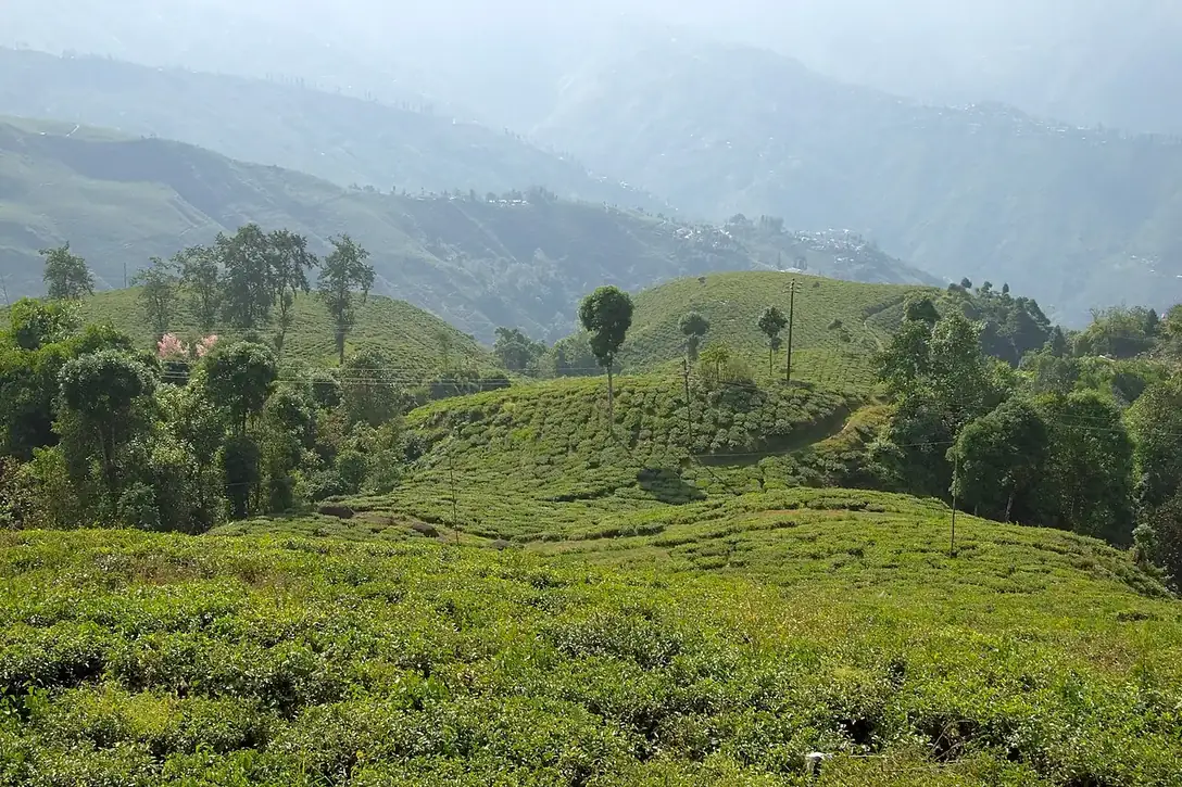 Tea backdrop