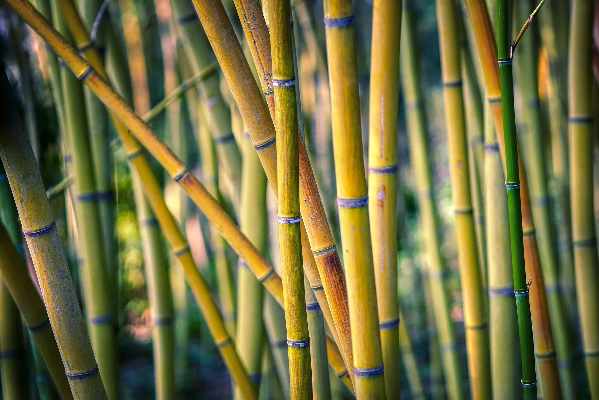Botanical observation behind the concept layer